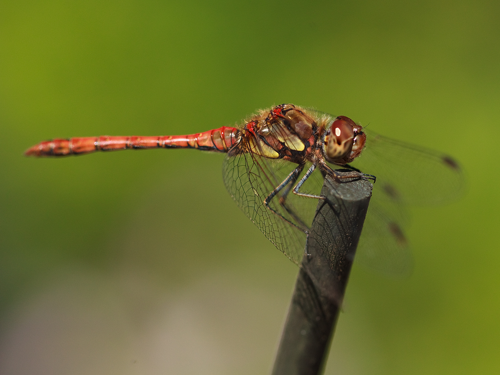 Sympetrum striolatum Bruinrode heidelibel Common darter